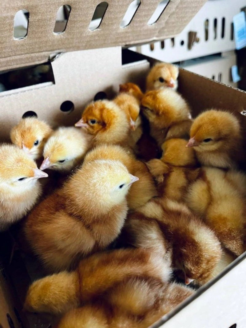 Более 80 тысяч цыплят доставили самолетом с Урала на Сахалин