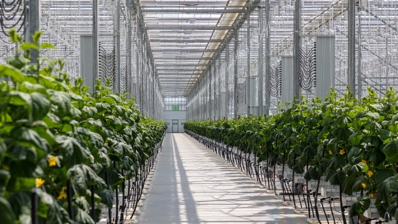 Самый современный на Дальнем Востоке тепличный комплекс запустили на Сахалине