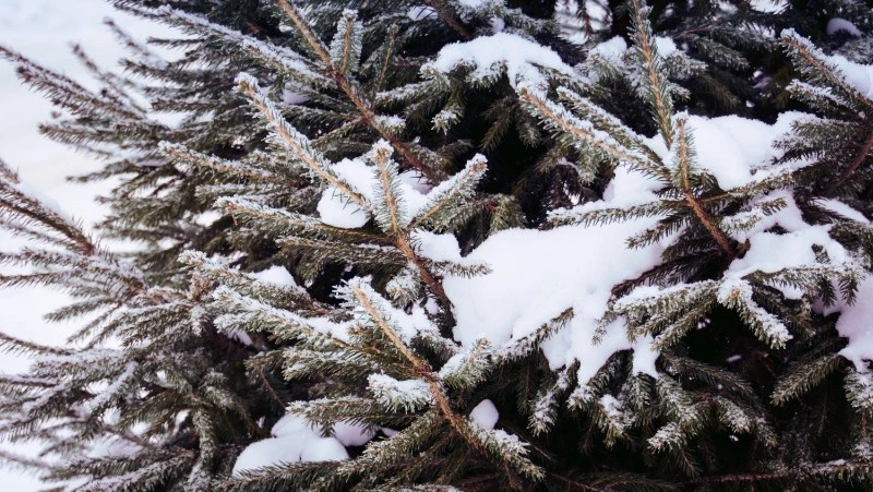 Церковный праздник 3 января 2025: что нельзя делать в этот день, приметы