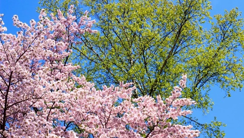 Тепло до +18 градусов спрогнозировали на начало мая на Сахалине