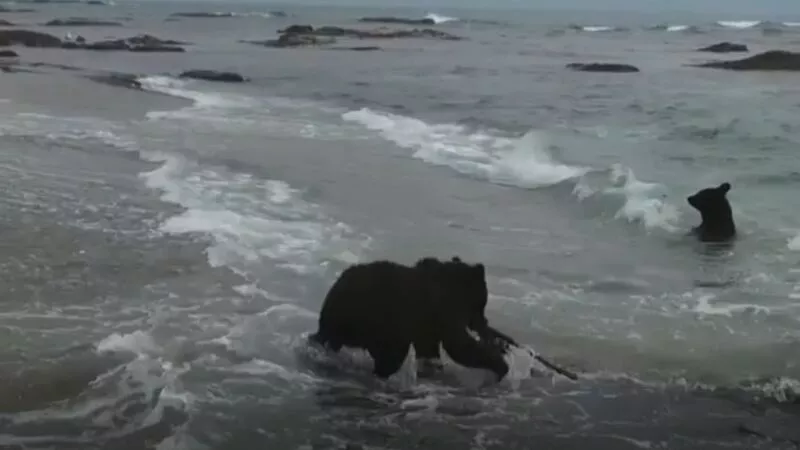 На Сахалине сняли медведей-вегетарианцев