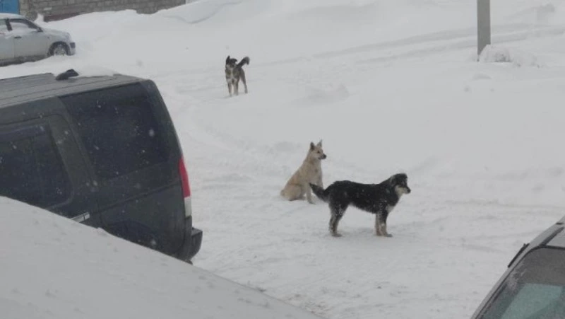 Стая собак полгода терроризирует сотрудников противотуберкулезного диспансера в Южно-Сахалинске
