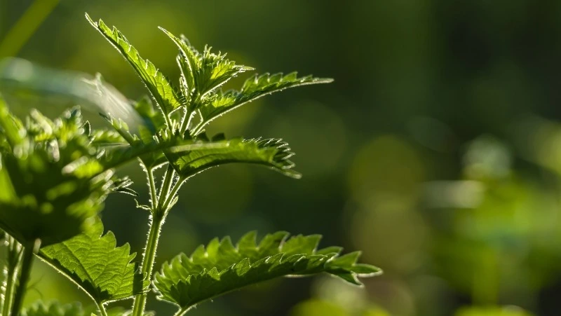 Приметы обо всем на 11 июля 2023 года: что можно и нельзя делать в этот день