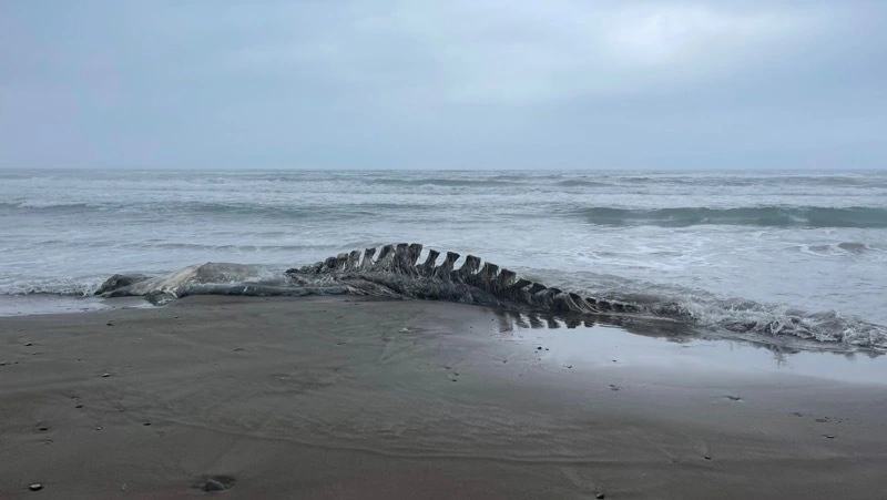 Скелет неизвестного животного нашли на побережье Сахалина 