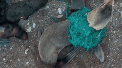 Фильм о спасении мормлеков на острове Тюлений выпустили в прокат на Сахалине