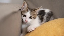 Всемирный день кошек 2024: история и традиции праздника, интересные факты