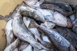 Февральские цены на свежую рыбу в Сахалинской области проверил губернатор