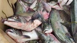 Лососевую путину в Сахалинской области завершили с низкими показателями