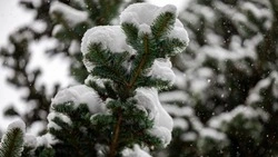 Плюсовая температура и метель накроют Южно-Сахалинск 9 января