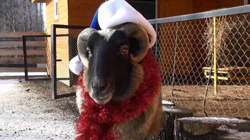 СТИХия новогодняя. Поздравление от всех баранов страны