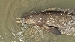 Огромного кита выбросило на берег в Корсаковском районе