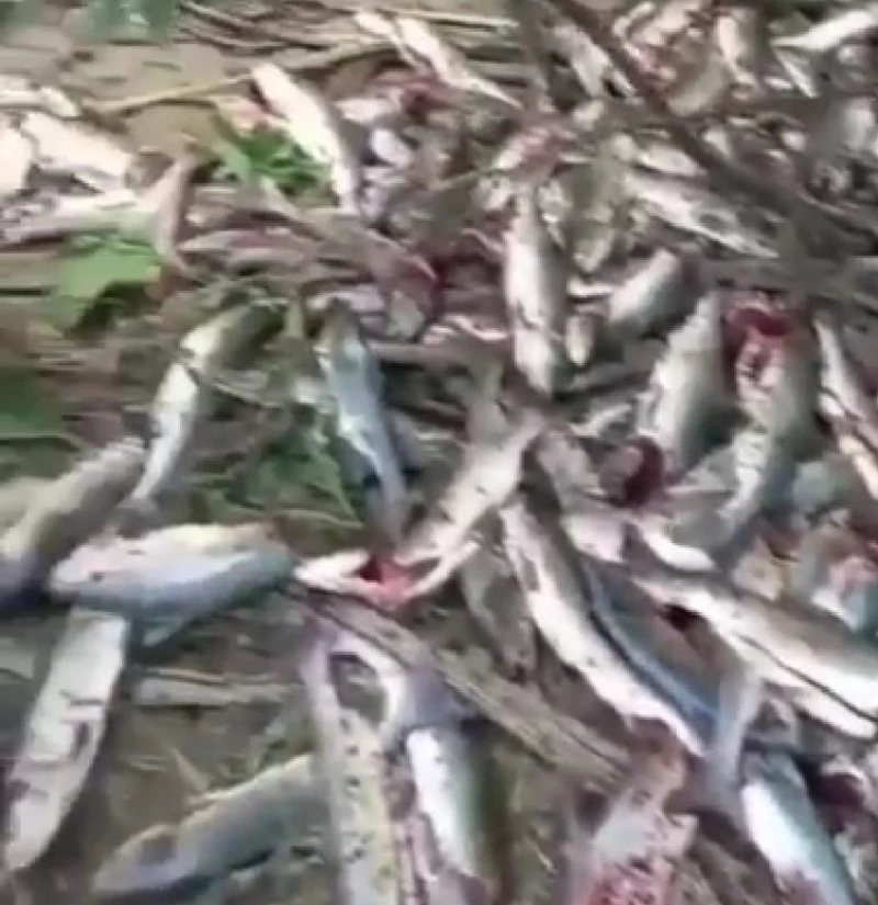 Горы выпотрошенной горбуши нашли сахалинцы на реке Тихой