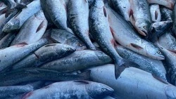 Продажу свежей горбуши по 100 рублей за килограмм организовали в Невельске   