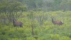 Новые резиденты СПВ и ТОР создадут мараловую ферму на Сахалине