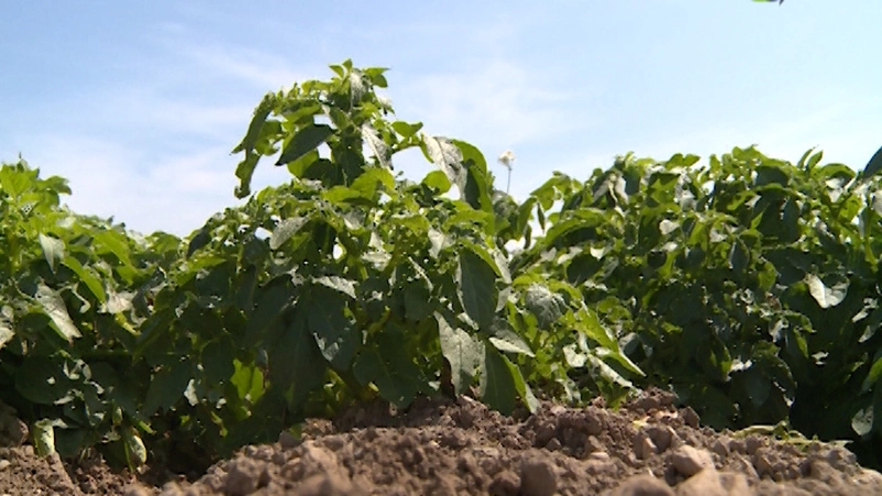 Сельсовет. Выпуск от 19 августа