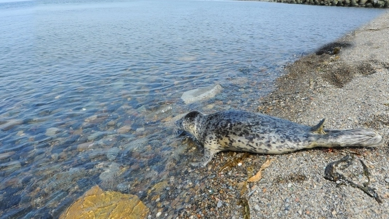Сахалинские зоозащитники выпустили в море детеныша ларги
