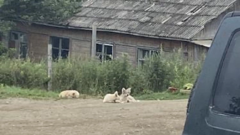Собаки без чипов стали угрозой безопасности жителей сразу нескольких районов Сахалина