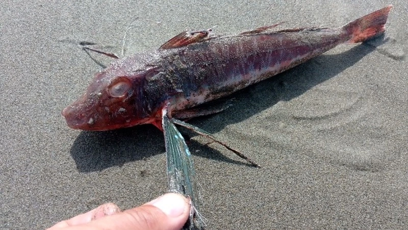 Редкого морского петуха нашли на побережье Сахалина