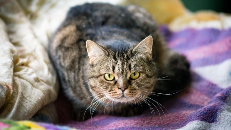 «Не стало хозяйки»: общительная кошечка Мадлен ищет семью в Южно-Сахалинске