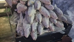 Навага в Южно-Сахалинске: где купить рыбу с 11 по 14 февраля
