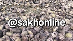 Ученые назвали причину массовой гибели морских ежей на Сахалине