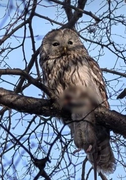 Сову с огромной крысой заметили на дереве у налоговой в Поронайске