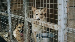 Приют для бездомных животных построят в Углегорском районе