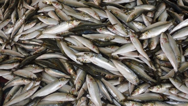 Правила регистрации сачка для мойвы назвали жителям Сахалина и Курил