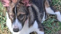 «Дважды находился при смерти»: щенок с тяжелой судьбой ищет любящую семью на Сахалине