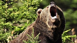 Медведь задрал человека в соседнем с Сахалином регионе