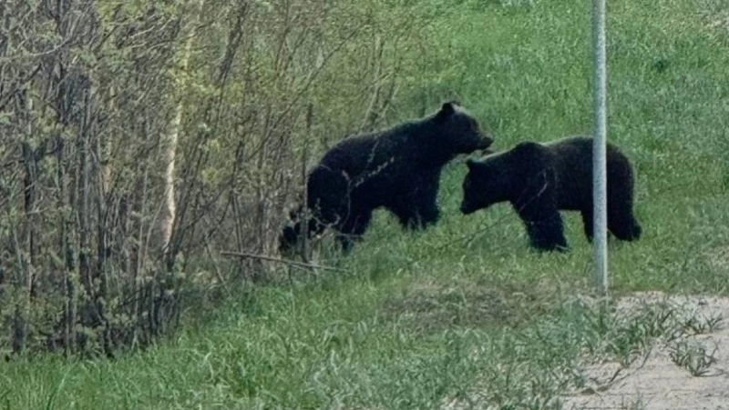 «Прогремел выстрел»: лесники в Охинском округе убили опасного медведя