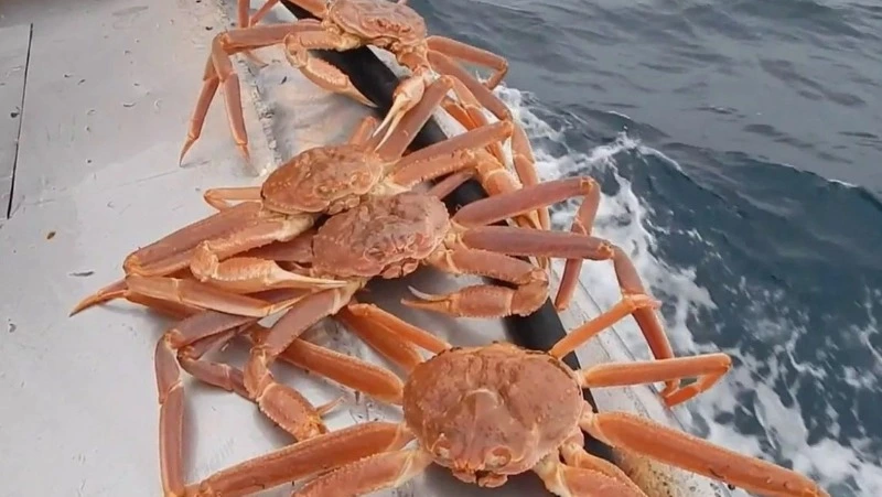 В Сахалинской области не могут продать квоты на вылов глубоководных крабов