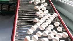 Птицефабрика «Островная» не будет повышать цены на яйца и мясо до конца 2024 года