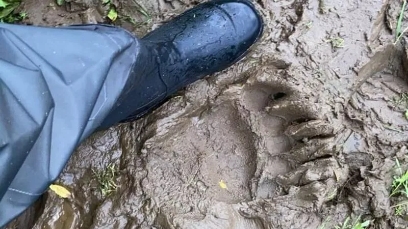 На Сахалине большой медведь вышел к популярной среди рыбаков реке Лютоге