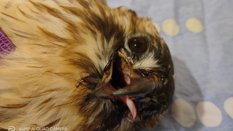 «В дикую природу он не вернется»: зоозащитники нашли искалеченного канюка