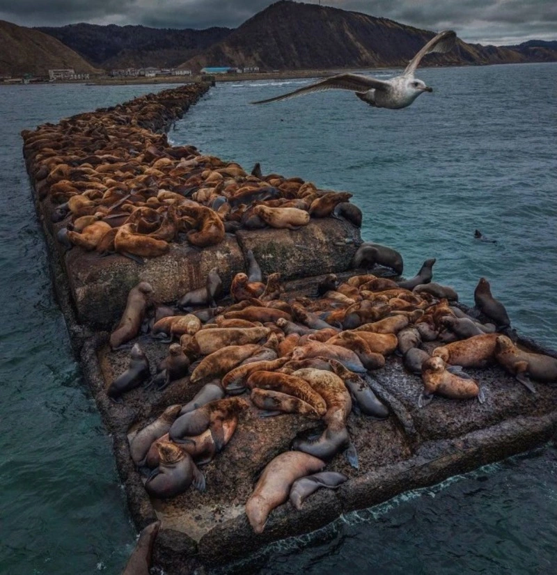 Сахалинский блогер удачно запечатлел встречу сивучей и чайки