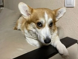 Мужчина наехал на корги на юге Сахалина и скрылся. Хозяин ищет справедливости