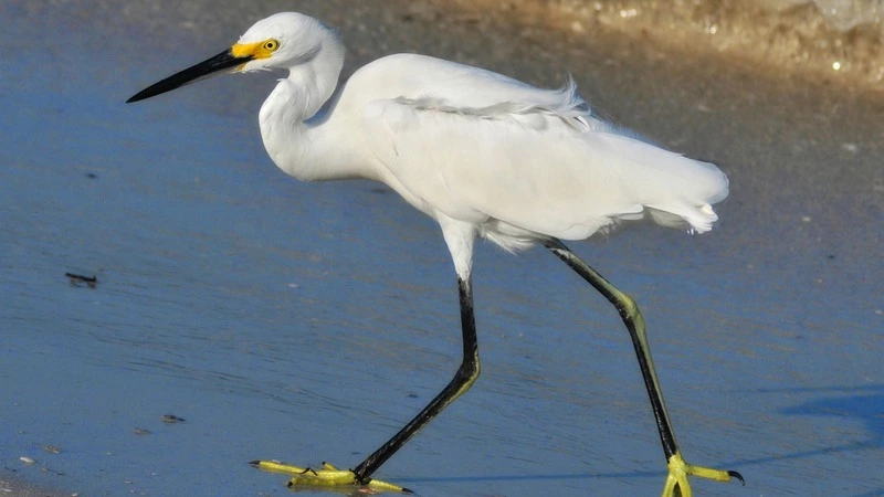 Краснокнижная цапля навестила Углегорск