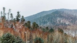 Правительство РФ до 2030 года направит около 70 млрд на сохранение лесов 