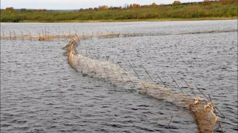 Нерестовую реку перегородят на Курилах. Причина