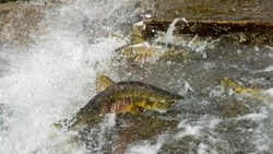 Свежую кету по сниженной цене привезут в Синегорск 6 сентября