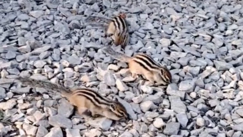 Бурундуки оккупировали дачи жителей Сахалина с приходом осени