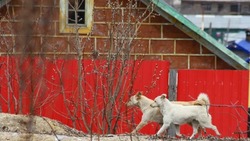 Жители частных домов в Корсакове смогут бесплатно стерилизовать своих собак