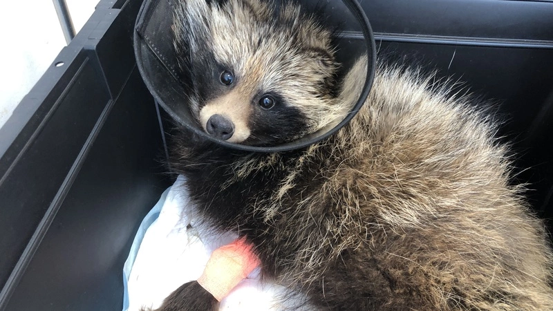 Сахалинцы спасли енотовидную собаку с переломом лапы