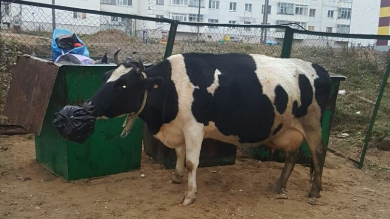 На Сахалине коровы пасутся на помойках