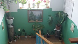 «Все растения зацвели»: обычный подъезд в Александровске-Сахалинском превратили в сад