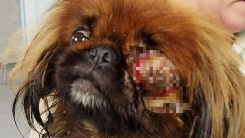 Спасли от алкоголиков: пекинес без глаза ищет новую любящую семью на Сахалине