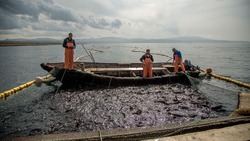 Бизнесу Сахалина выделили квоты для добычи лосося летом 2023 года
