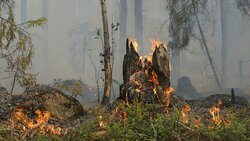 Лесные пожары угрожают северу Сахалина
