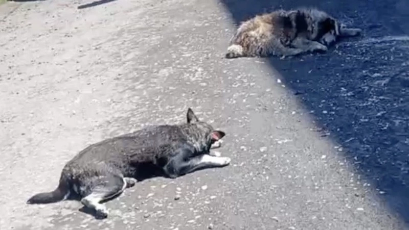 Отловщики оставили усыпленных собак на асфальте в Углегорском районе